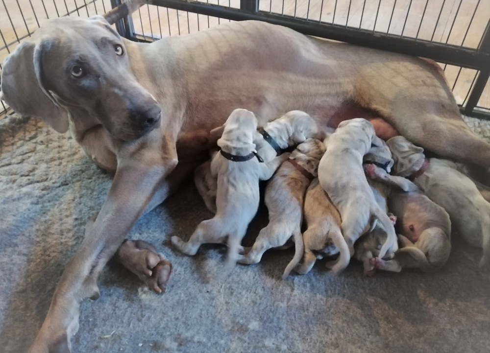 Braque de weimar nés le 04 Juillet 2019