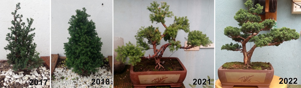 Proceso de formación de un arbolito en miniatura, 5 años de evolución